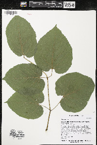 Aralia racemosa image