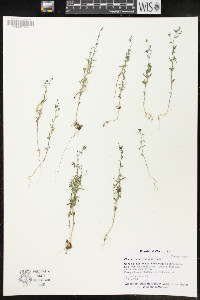 Chaenorhinum minus image