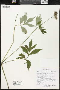 Hydrophyllum virginianum image