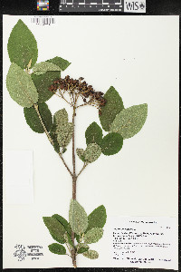 Viburnum lantana image