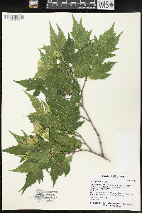 Acer ginnala image