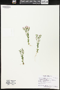 Centaurium pulchellum image