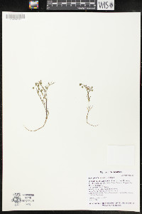 Spergularia salina image