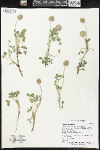 Trifolium fragiferum image