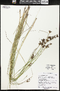 Juncus compressus image