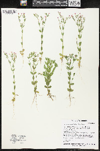 Centaurium pulchellum image