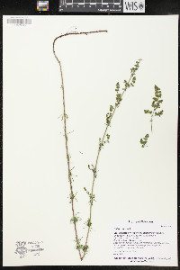 Galium verum image