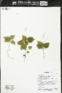 Circaea alpina image