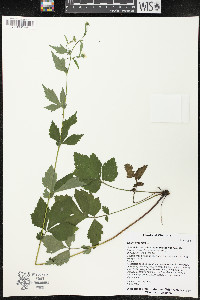 Geum urbanum image