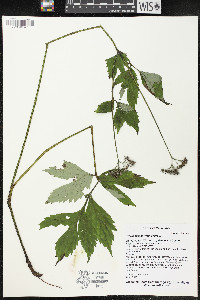 Hydrophyllum virginianum image
