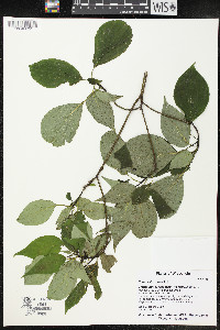 Cornus alternifolia image