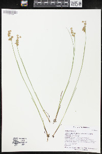 Juncus nodosus image