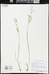 Juncus alpinoarticulatus image