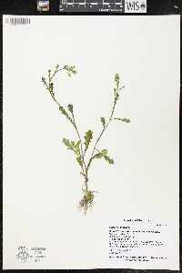 Senecio vulgaris image