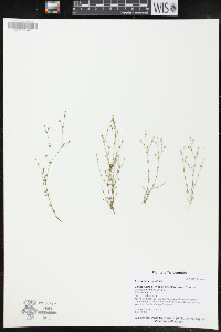 Arenaria serpyllifolia image