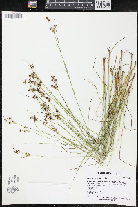 Juncus compressus image