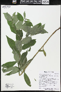 Lithospermum latifolium image