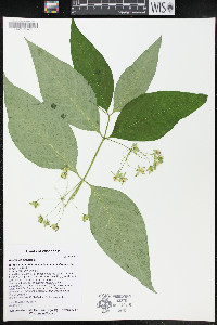 Asclepias exaltata image