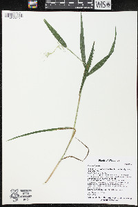 Elymus hystrix image