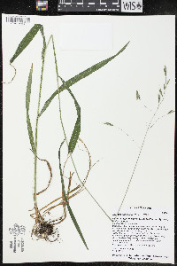 Bromus pubescens image