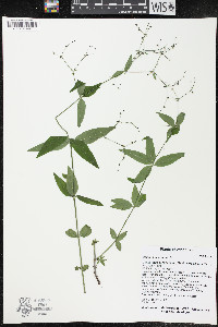 Galium lanceolatum image