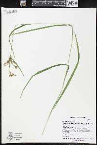 Scirpus pendulus image