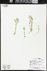 Centaurium pulchellum image