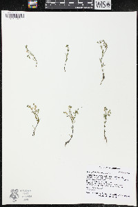 Spergularia salina image