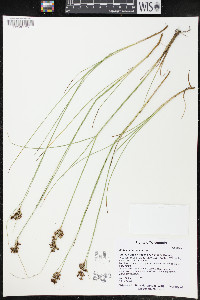 Juncus compressus image