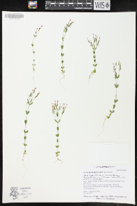 Centaurium pulchellum image