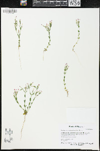 Centaurium pulchellum image