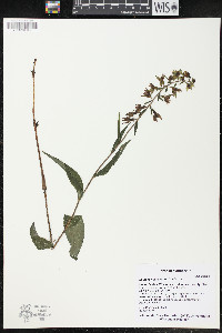 Epipactis helleborine image