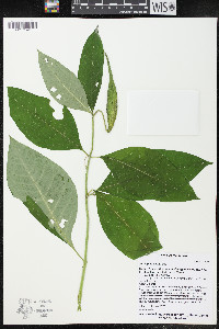 Asclepias exaltata image