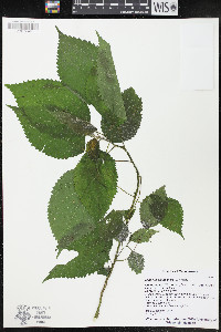 Laportea canadensis image