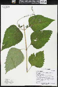 Phryma leptostachya image