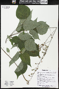 Hylodesmum glutinosum image