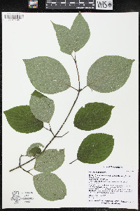 Cornus rugosa image