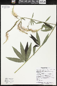 Veronicastrum virginicum image
