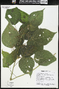 Laportea canadensis image