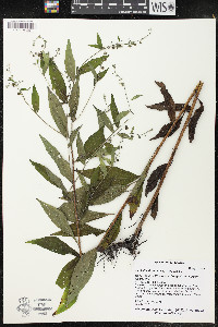 Hackelia virginiana image