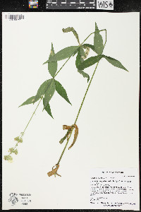 Silene stellata image