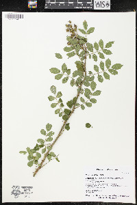 Rosa multiflora image