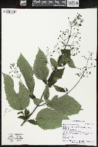 Scrophularia marilandica image