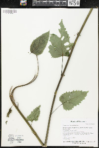 Scrophularia marilandica image