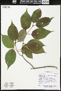 Viburnum lentago image