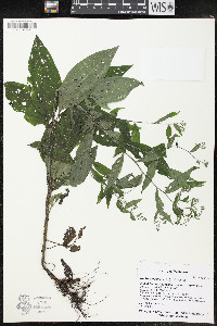 Hackelia virginiana image