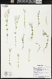 Centaurium pulchellum image