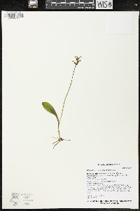 Platanthera clavellata image