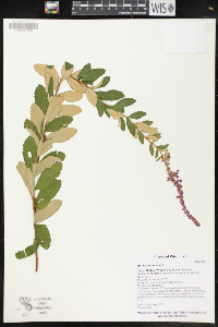 Spiraea tomentosa image