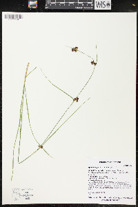 Rhynchospora capitellata image